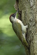 Native woodpecker species... Green woodpecker (Picus viridis) in typical woodpecker behaviour