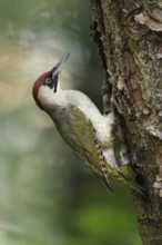 Evening in the forest... Green woodpecker (Picus viridis) sitting sideways on the trunk of a wild