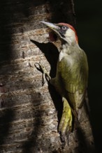 Always alert... Green woodpecker (Picus viridis), the green woodpecker sits, perches in the light