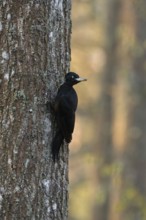 At home in old tree stands... Black woodpecker (Dryocopus martius), adult female in the first