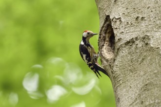 Doesn't fit... Middle spotted woodpecker (Leiopicus medius) sitting on an old beech tree,