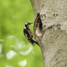 Delusions of grandeur... Middle spotted woodpecker (Leiopicus medius) sitting on an old beech tree,