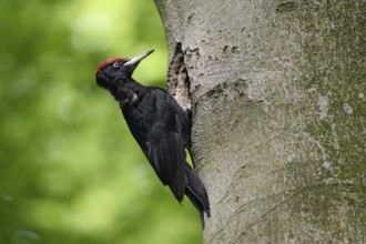 Ants in the feathers... Black woodpecker (Dryocopus martius), adult male, returning to his breeding
