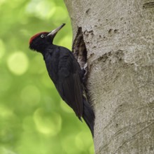 Black woodpecker (Dryocopus martius), adult male, at his breeding den in an old beech tree in front
