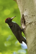 In the sunshine... Black woodpecker (Dryocopus martius) under the canopy of beech trees, adult