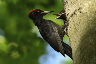 Black woodpecker (Dryocopus martius), adult male, at his breeding den in an old beech tree feeding