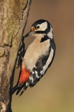Foraging on dead wood... Great spotted woodpecker (Dendrocopos major), female searching for food on