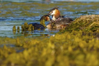 Great Crested Grebe, (Podiceps Scalloped ribbonfish), with chicks, wildlife, Germany