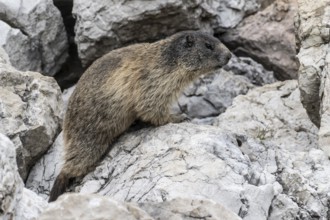 Marmot (Marmota marmota), Monte Baldo, Italy