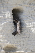 Sand martins (Riparia riparia), Emsland, Lower Saxony, Germany