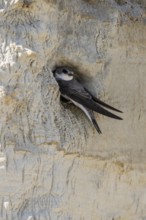 Sand martin (Riparia riparia), Emsland, Lower Saxony, Germany