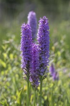 Southern marsh orchid (Dactylorhiza maculata), Emsland, Lower Saxony, Germany
