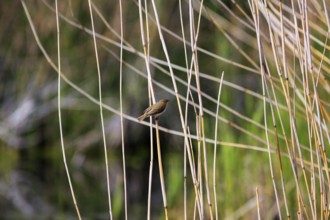 Chiffchaff, willow warbler sitting on a branch in dry reeds, Insel Düne, Heligoland,