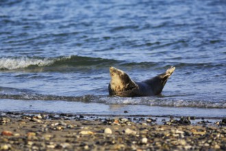 Harbour seal (Phoca vitulina) lying on the beach, Wildlife, Insel Düne, Helgoland,