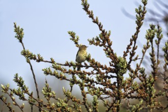 Chiffchaff, willow warbler sitting on a branch in a shrub, Insel Düne, Heligoland,