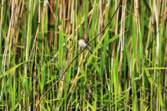 Chiffchaff, willow warbler sitting on a branch in the reeds, Insel Düne, Heligoland,
