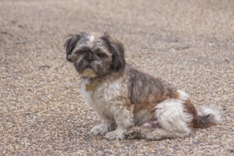 A Shih Tzu sits on a stony ground and looks ahead, Brittany, France