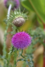 Flower head of the Musk Thistle (Carduus nutans, also known as nodding thistle), by the wayside,
