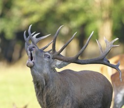 Red deer (Cervus elaphus) during the rutting season, a capital stag roaring in a forest clearing,