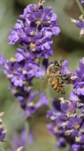 Honey bee (Apis mellifera) on a lavender flower (Lavandula angustifolia), macro photograph,