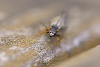 Macro photograph of a black-necked camel fly (Venustoraphidia nigricollis), insect on wood, with
