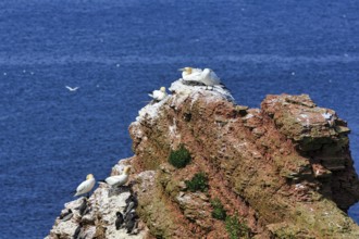 Northern gannets (Morus bassanus) and common guillemots (uria aalge) on bird cliffs, steep coast,
