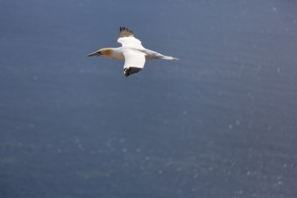 Northern gannet (Morus bassanus) on a bird cliff, flying over the sea, Helgoland Island,