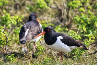 Two oystercatchers (Haematopus ostralegus), mating behaviour, Insel Düne, Heligoland,