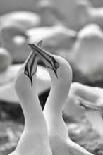 Gannet (Morus bassanus) on bird cliffs, pair courtship display, monochrome, Helgoland Island,