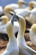 Northern gannet (Morus bassanus) on bird cliffs, pair courtship display, Helgoland Island,