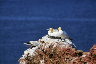 Northern gannet (Morus bassanus) on bird cliffs, steep coast, Heligoland Island,