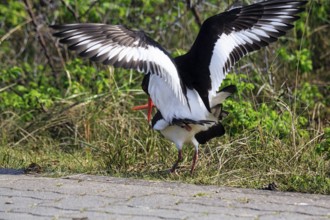 Two oystercatchers (Haematopus ostralegus), mating, Insel Düne, Heligoland, Schleswig-Holstein,