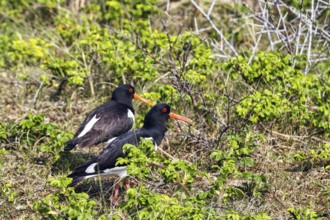 Oystercatcher (Haematopus ostralegus), mating behaviour, Insel Düne, Heligoland,