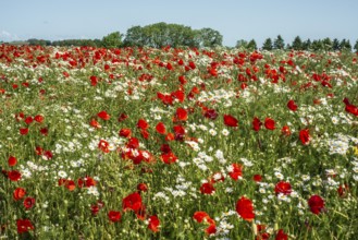 Meadow with Mayweed (Matricaria inodora) and Poppy (Papaver rhoeas) in Ystad, Skåne county, Sweden,