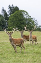 Red deer (Cervus elaphus) stag on a meadow in tirol, Kitzbühel, Wildpark Aurach, Austria
