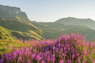 Fireweed (Chamaenerion angustifolium) blooming at sunrise in the Mountains at Hochalpenstraße, view