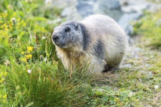 Alpine marmot (Marmota marmota) in autumn, Grossglockner, High Tauern National Park, Austria
