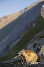 Alpine marmot (Marmota marmota) in autumn, Grossglockner, High Tauern National Park, Austria