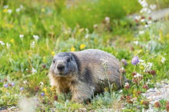 Alpine marmot (Marmota marmota) in autumn, Grossglockner, High Tauern National Park, Austria