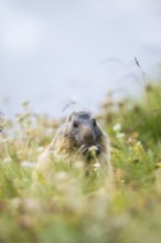 Alpine marmot (Marmota marmota) in autumn, Grossglockner, High Tauern National Park, Austria