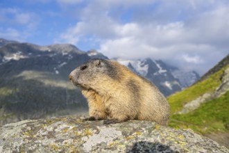 Alpine marmot (Marmota marmota) in autumn, Grossglockner, High Tauern National Park, Austria