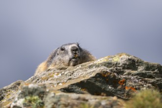 Alpine marmot (Marmota marmota) in autumn, Grossglockner, High Tauern National Park, Austria