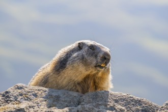 Alpine marmot (Marmota marmota) in autumn, Grossglockner, High Tauern National Park, Austria
