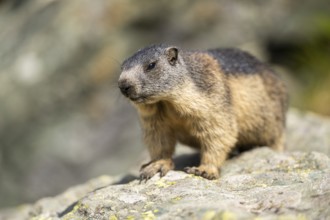 Alpine marmot (Marmota marmota) youngster in autumn, Grossglockner, High Tauern National Park,