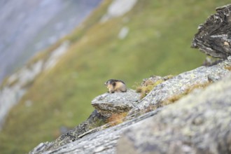 Alpine marmot (Marmota marmota) in autumn, Grossglockner, High Tauern National Park, Austria