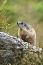 Alpine marmot (Marmota marmota) in autumn, Grossglockner, High Tauern National Park, Austria