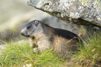 Alpine marmot (Marmota marmota) youngster in autumn, Grossglockner, High Tauern National Park,