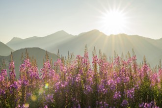 Fireweed (Chamaenerion angustifolium) blooming at sunrise in the Mountains at Hochalpenstraße, view