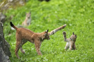 Eurasian lynx (Lynx lynx) youngster on a meadow, Bavaria, Germany