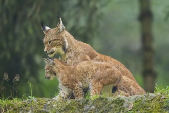 Eurasian lynx (Lynx lynx) mother with her youngster, Austria